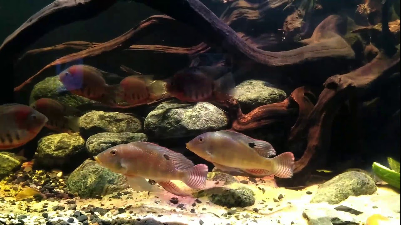 Retroculus Xinguensis 16/07/2017