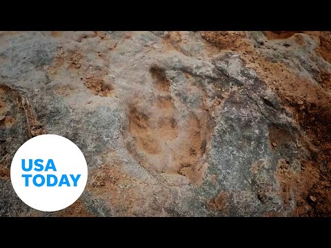 4,300 dinosaur footprint fossils uncovered in China | USA TODAY