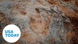 4,300 dinosaur footprint fossils uncovered in China | USA TODAY