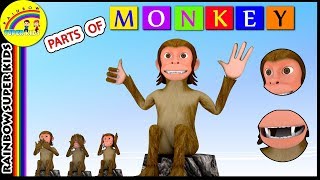 Monkey Body Parts - 3D Monkey - Parts Of Monkey - Facts