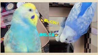 気忙しく遊ぶ弟に、つられない姉インコ。