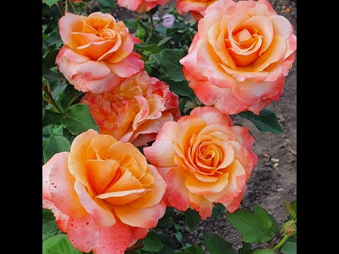 EDROSES/Троянда 🌹 Френезі