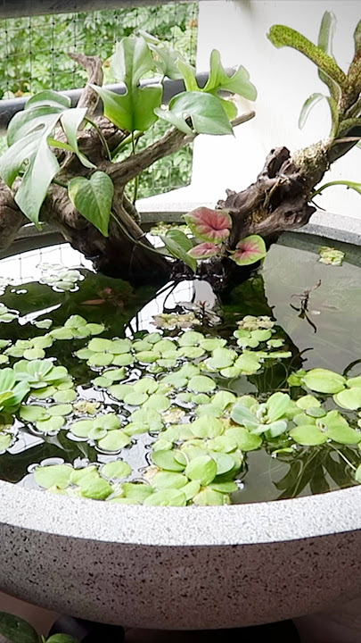 Mini pond in the balcony for guppies