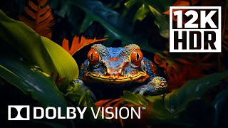 Experience The Ultimate Visuals: Dolby Vision 12k HDR 60fps at Maximum Brightness