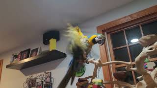 paca flapping wings(2)