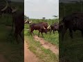 Long Horned Ankole Cattle Are Famous Cows Kept In Uganda Choose Your Next Adventure With Us 