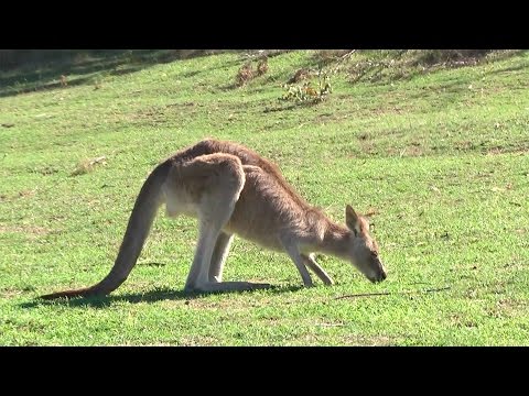 Marsupiales, la fauna endémica australiana