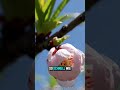 Das Clavo Da Mas Frutos