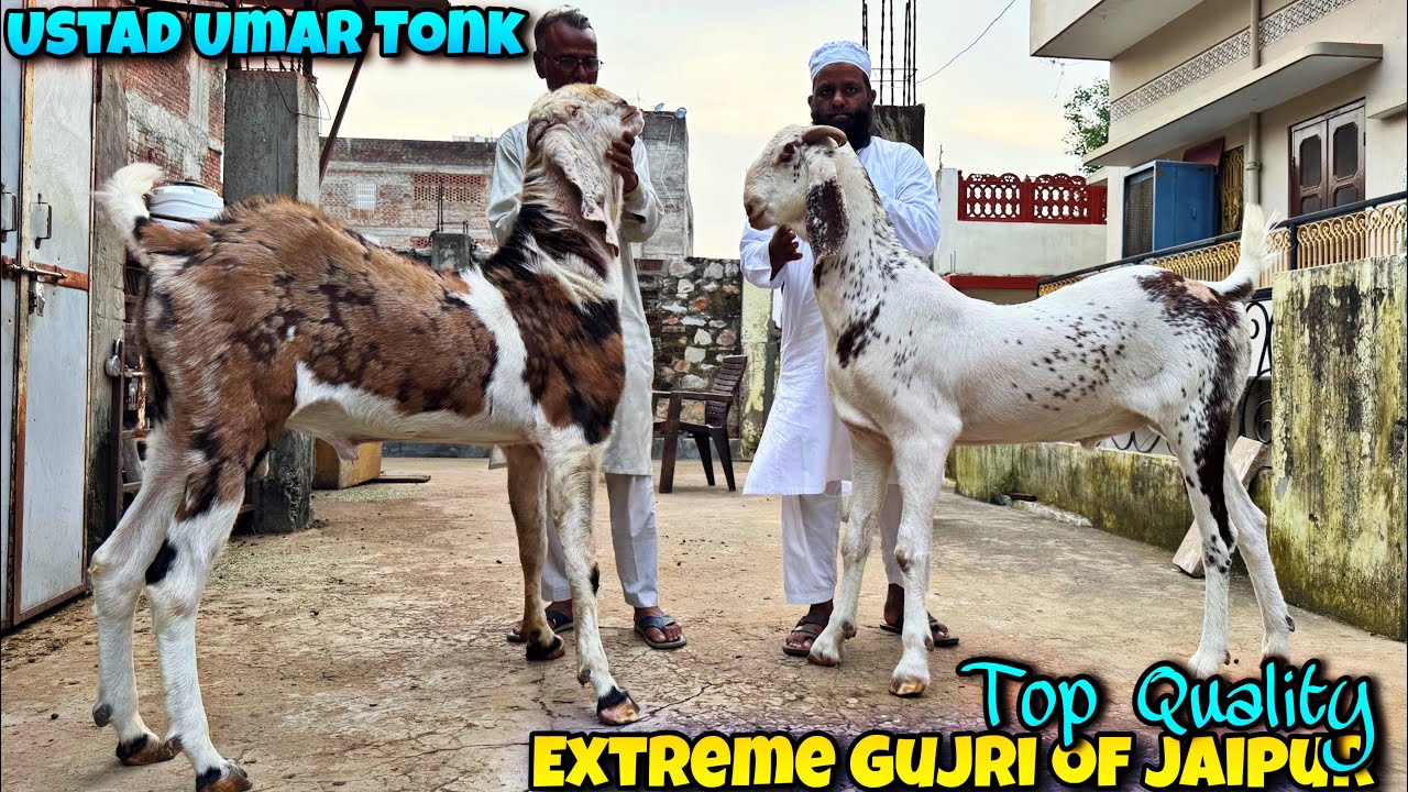 Ustad Umar Tonk🤩🔥EXTREME Quality GUJRI of Amir Hasan Bhai at JAIPUR Rajasthan
