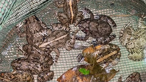 Soi Nhái Sau Cơn Mưa Về Nấu Bữa Cơm Cây Nhà Lá Vườn | Cù Lao Dung Vlogs #245