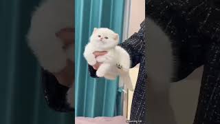 dce58500 476e 4f11 a662 f456f3f4d0732026newvideo #cat #cuteanimal #cute #cutecat #funny