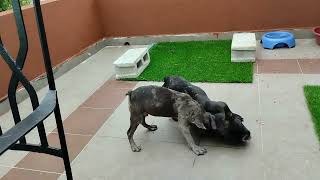 MERLE FRENCH BULLDOG PUPPY WONT STOP HUMPING GIRL BRINDLE FRENCHIE