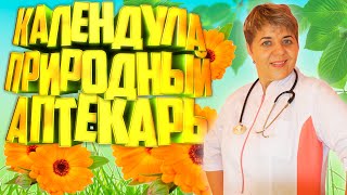 видео: 🌼 Календула: ✔️ Природный аптекарь в вашем саду картинка: 🌼 Календула: ✔️ Природный аптекарь в вашем саду