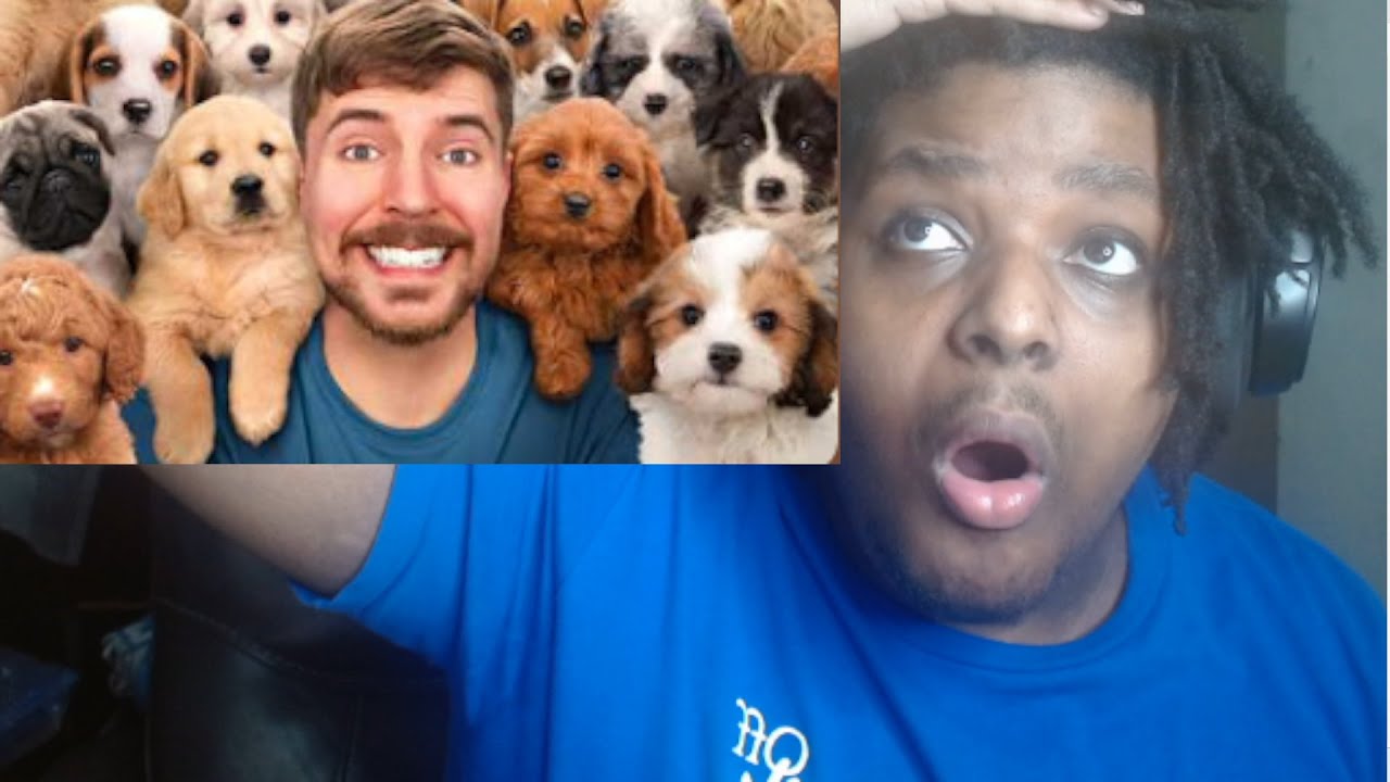 MrBeast Rescued 100 Abandoned Dogs! REACTION!!!