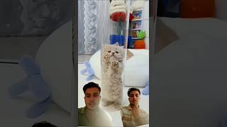 cat funny video #cat #funny #video #viral #shorts #luffy #cat#cat #funny #video #viral #shorts #fun