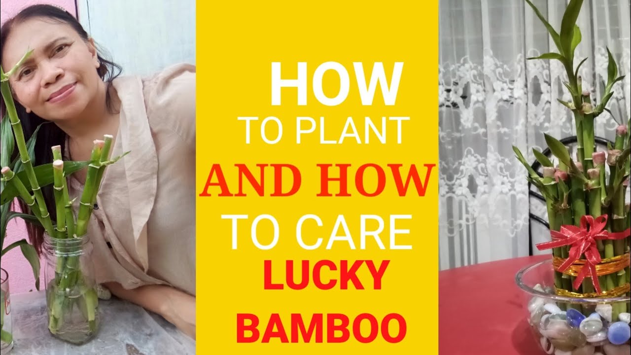 HOW TO PLANT AND HOW TO CARE LUCKY BAMBOO/Inday8 Vlog 