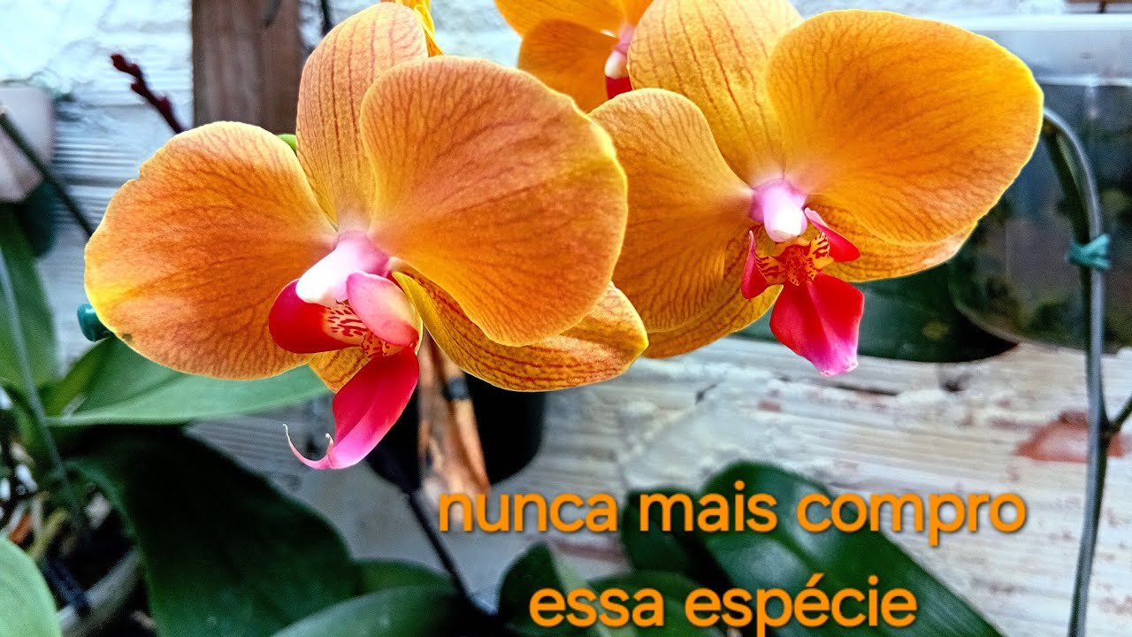 Orquídeas phalaenopsis, não compre essa espécie..