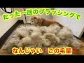 柴犬貴教！OH MY GOD!😱  なんじゃい、この毛量！ 夏の換毛期到来！たった一回のブラッシングでこの抜け毛の量〜！  Shibainu 's shedding season !