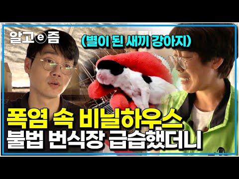 '죽은 새끼를 품고 있던 강아지...' 무차별 교미, 없어지지 않는 강아지 공장 찾아간 설쌤|불법 번식장 실태|세상에 나쁜 개는 없다|알고e즘