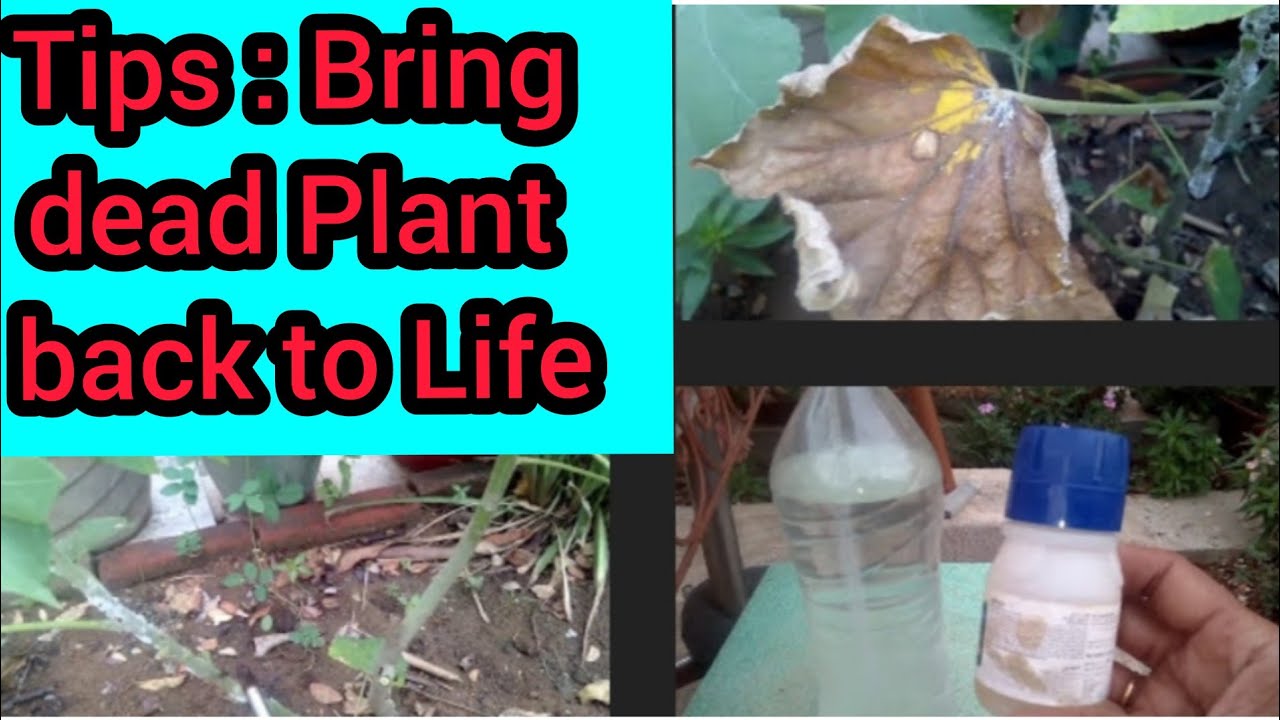 How to Revive Any Dying Plants /Pesticide That will bring Dead Plant