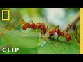 Leafcutter Ants Slice Leaves for the Colony | A Real Bug&#39;s Life | National Geographic