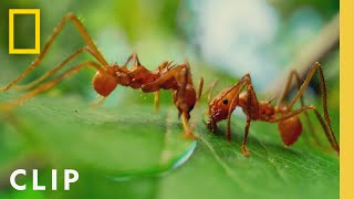 Leafcutter Ants Slice Leaves for the Colony | A Real Bug's Life | National Geographic