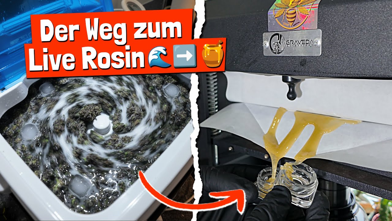 Von der Outdoor Ernte zum goldenen Honig🍯mit H@shVac, DIY-FreezeDryer & 20T Presse!