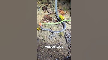 The Red-Headed Krait – Deadly Beauty #shorts #animals #wildlife