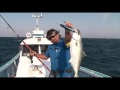 Early summer yellowtail and rock Fishing !