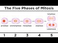 Mitosis: How One Cell Becomes Two