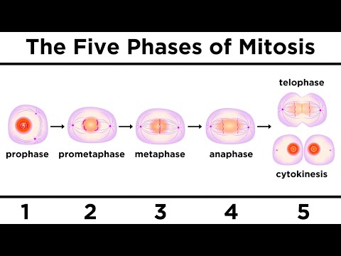 Video: Vad är användningen av mitos för en encellig organism?