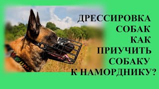 г.Набережные Челны.Дрессировка собак.ОКД..Снаряжение. г.Набережные Челны.Дрессировка собак.ОКД..Снаряжение.