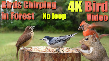 4K Birds Singing in the Woods, CatTV, Relaxing Sound for Separation Anxiety, DogTV