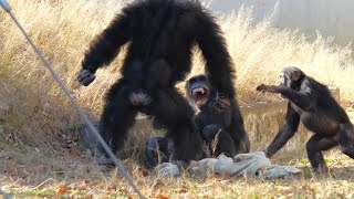 A fight between Momoko and her son Fubuki　Tama Zoo　Chimpanzee　202312