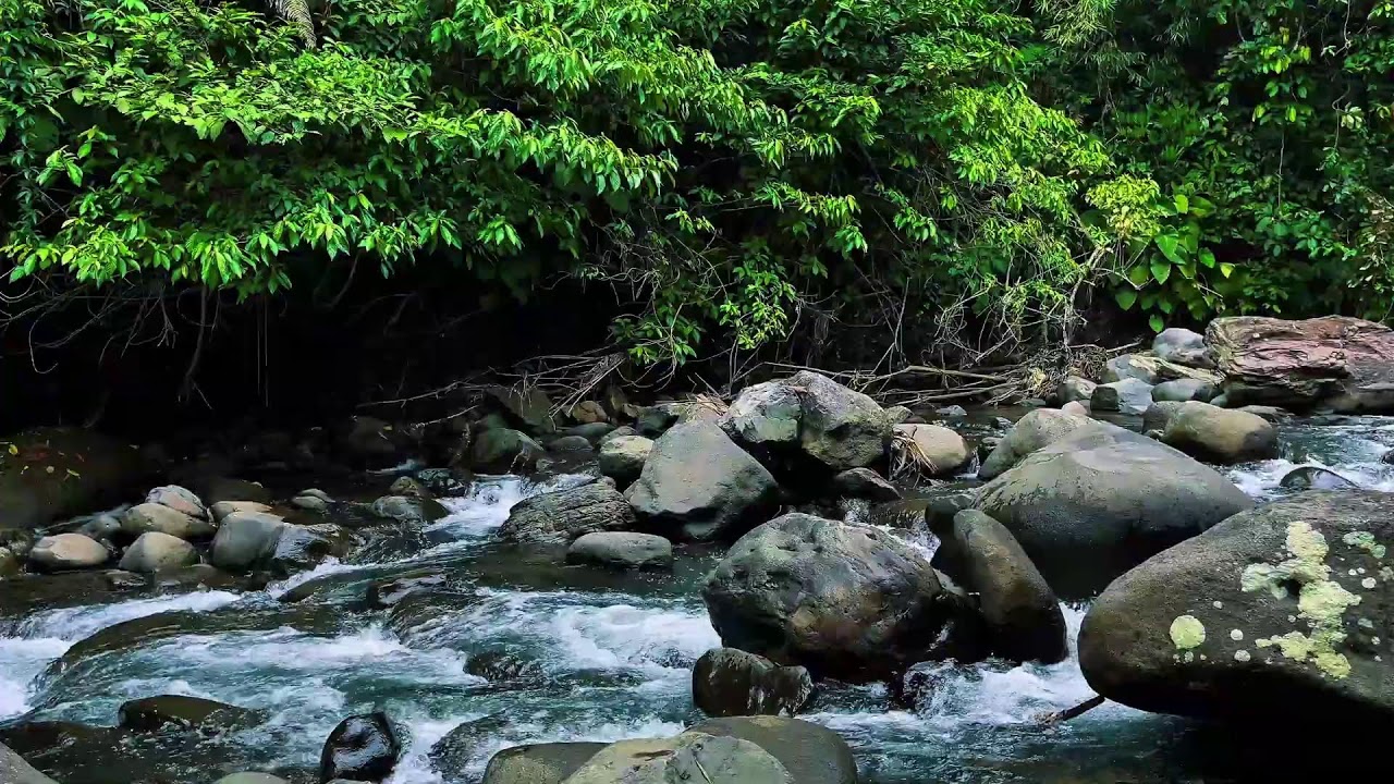 Tropical Forest River Flowing Over Stones – Real Nature ASMR for Sleep & Focus