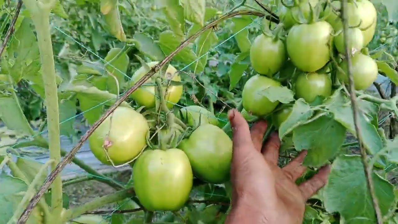  ১০ কেজি ফল ধরেছে একটা টমেটো গাছে মাশাল্লাহ। 