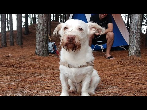 Vídeo: O Melhor Camping Do Sul, Estados Unidos