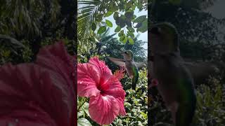 Wait for end haming bird🐦#viral like share subscribe#scenery #haming#birds#nature #hibiscus#trending