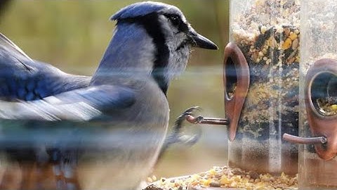 BLUE JAY up close - North American Bird