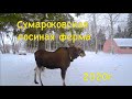 Сумароковская лосиная ферма, январь 2020 год | Лосеферма в Костроме