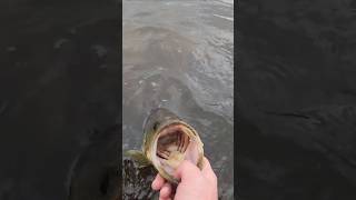 Another Tank on Chad Shad #bass #fishing #shorts