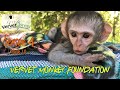 Intergration time for baby orphan monkeys, who will be their mom?
