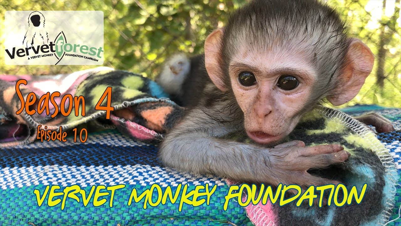 Download Intergration time for baby orphan monkeys, who will be their mom?