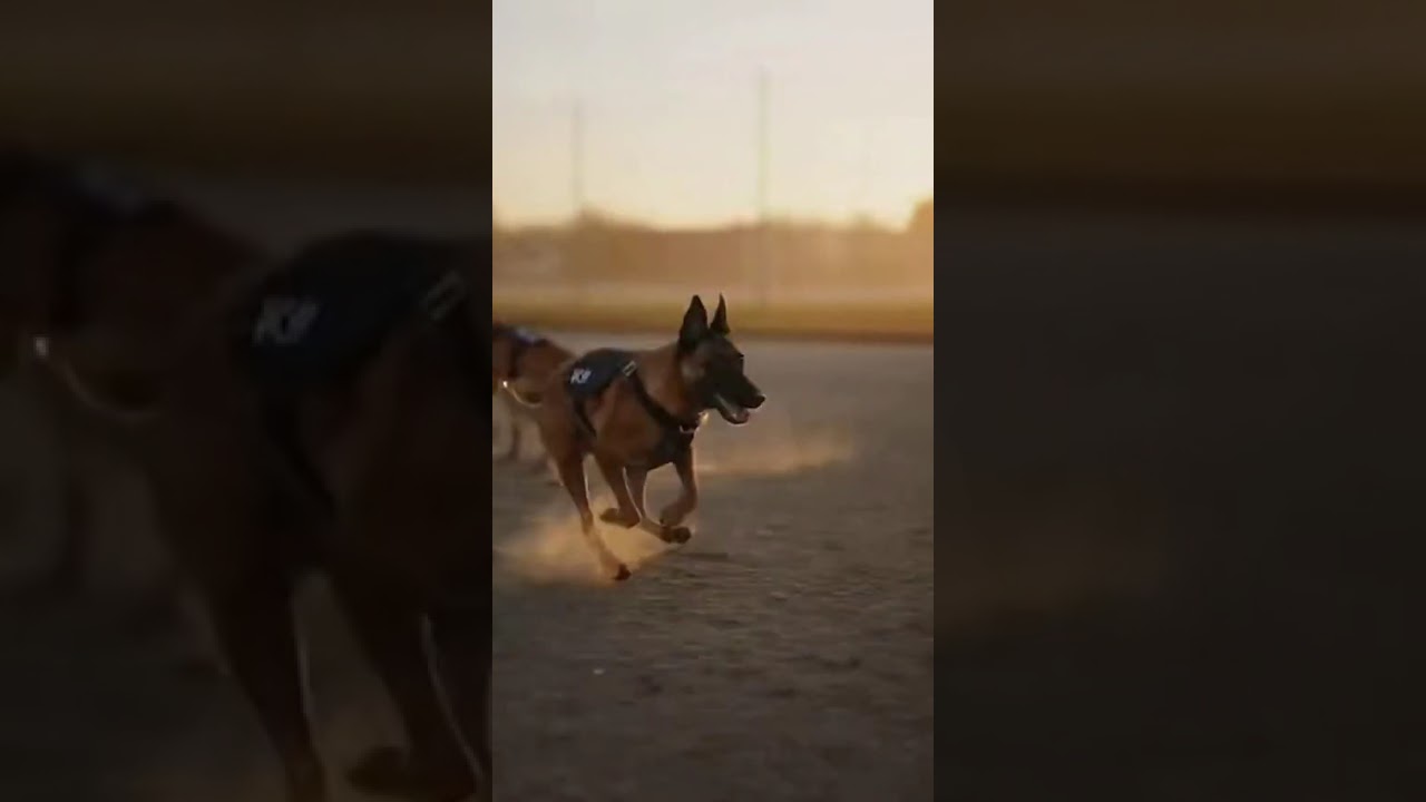 Тренировка служебных собак в полиции 🐕‍🦺🔥 