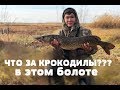 ЧТО ЗА??? КРОКОДИЛЫ В ЭТОМ БОЛОТЕ. ЩУКА ГОЛОДНАЯ.