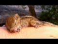 Rob the baby squirrel - He loves sleeping on my hand.