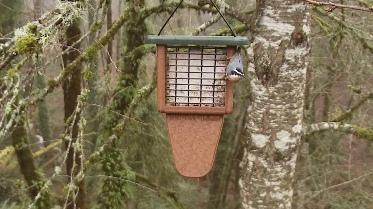 Wild Birds Unlimited EcoTough® Tail Prop Suet Feeder YouTube
