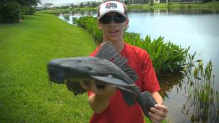 Crazy Looking Catfish Caught With Bare Hands Armoured Catfish