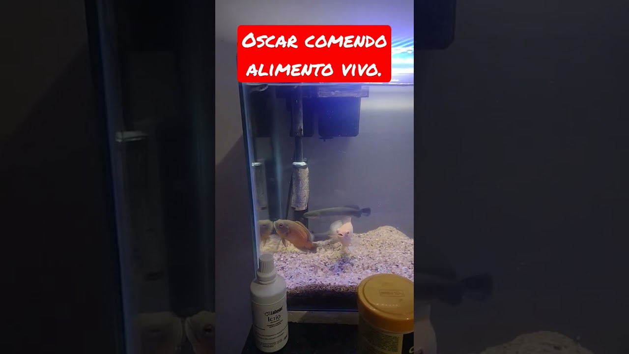 # Oscar comendo alimento vivo