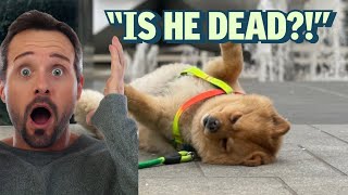 LAZY POMERANIAN makes New Yorkers lose their mind - Cute dog playing dead